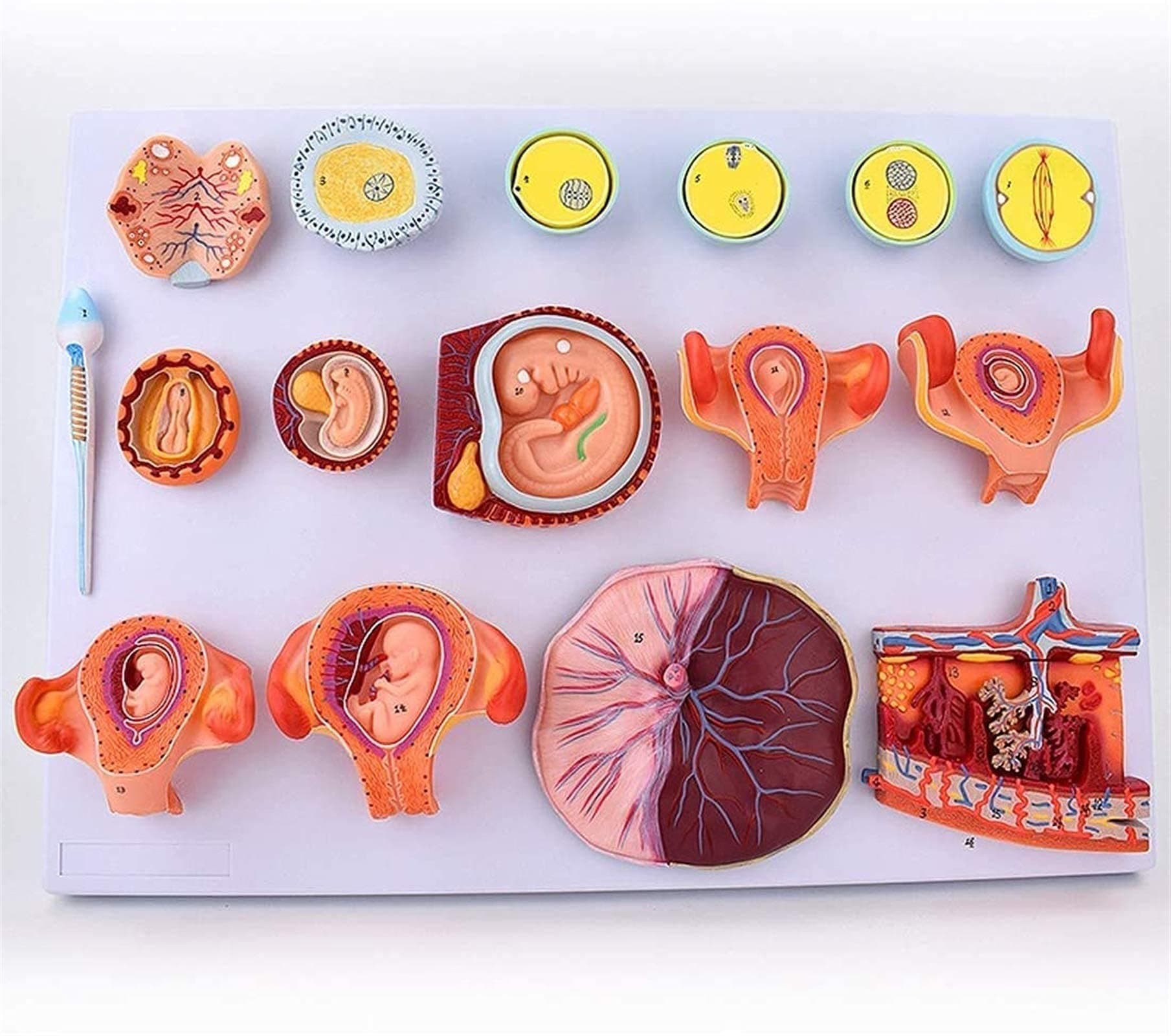 KEZaiZHe Anatomy Education Model - 10 Study Model Educational Model Scientific Human Anatomy - Fertilization and Early Embryonic Development Process Anatomy Model Doctor Training Teaching Aids Tool