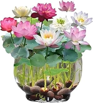 Radiant Rainbow Lotus Flower Seeds,Dwarf Rainbow Lotus Flower Seed, Lotus Seeds for Home Garden Flower Seeds Flower Seeds for Garden Plant Seeds (Pack of 20)