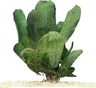 Exquisite Madagascar Lace Bulb (Aponogeton Madagascariensis) - Rare Aquatic Jewel for Freshwater Aquariums