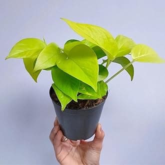 TreeGoo Golden Lucky Money Plant with 4-Inch Black Pot - Easy Care, Air-Purifying Indoor Plant for Home and Office Decor