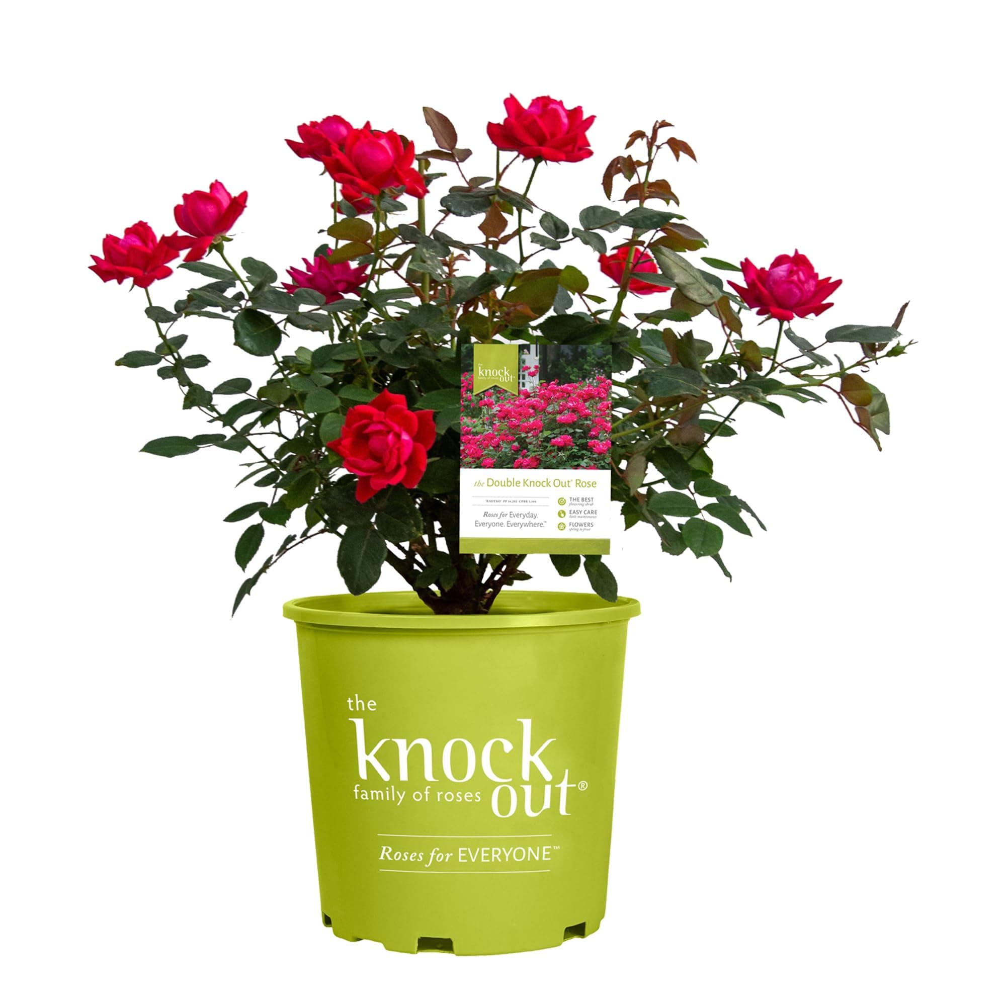 Root 98 Warehouse Knockout Double Red Rose, 1g