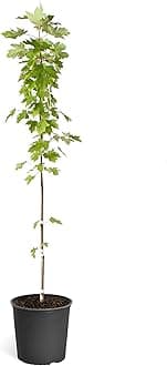 Brighter Blooms - Autumn Blaze Maple Tree, 3-4 ft. - Two Best Maples in One Tree - No Shipping to AZ