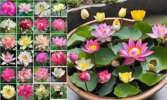 10 Sacred Lotus Seeds for Planting in Water Mixed Flower Color Pink Red White Yellow Multicolor Aquatic Nelumbo nucifera Bonsai Bowl Lotus Seed Ponds Water Feature Gardens Water Lily (10, Lotus Seed)