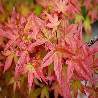 Acer Palmatum Beni Maiko in a 11cm Pot Ready to Plant - Japanese Maple for Autumn Colour