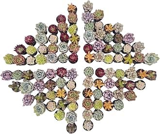 Sprout N GreenAssorted Live Succulent, 100 Pack Succulents Plants Fully Rooted in 2" Pot, Hand Selected Variety Small Indoor House Plants for Collection Wedding Decor Party Favor