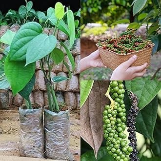 Black pepper live plant grafted,Grafted live plant for black pepper (Pack of 2 Healthy live plant)