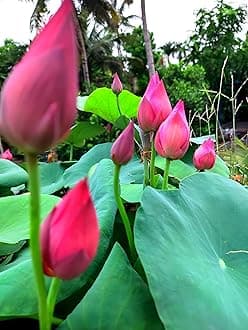 ULTIMATED PINK Lotus Live Plant (TUBER/Root) Orginal Variety Guarante Blooming BIG Hybrid Water Lotus For OutDoor & Indoor