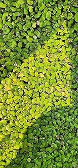 8,000-100k pc Live Duckweed (Lemna Minor) – 3-Day delivery, Organic Floating ...