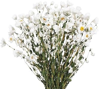 Dried Daisy Flowers Bouquet Dried Flowers White with Stems Real Chrysanthemum Gerber Daisies Arrangements for Wedding Farmhouse Vase Decorations DIY Home Party Wildflower Decor