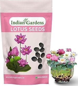 Indian Gardens - Lotus Seeds Pack of 20 High-Germination Lotus Seeds for Planting in Water, Home Garden