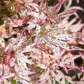 Acer Ukigumo - Floating Cloud Maple - Hardy Outdoor Tree for Gardens and Patios - Ornamental Deciduous Plant with Variegated Leaves in Pot (3 Litre Pot, 30-40cm)