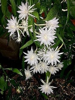 Brahma Kamal White Flowering Live Plant & Tree For Shrub/Bush/Garden (Hybrid, Pack Of 1)