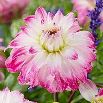 Dahlia Pink Petticoat Flower Bulbs - Summer Flowering Bee Plants - Easy to Grow Tubers Producing Showy White and Pink Flowers into Autumn - Grow in Beds, Borders, and Pots (Pack of 3 Dahlia Bulbs)