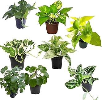 TreeGoo All Variety Lucky Money Plants Combo with 4-Inch Black Pots - Easy Care, Air-Purifying Indoor Plants for Home and Office Decor (Pack Of 8)