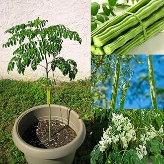 Sahjan ka Plant | Live Drumstick Moringa Oleifera Medicinal Plant | Fast-Growing, Nutrient-Rich & Low Maintenance | Perfect for Home & Garden (1 Healthy Plant)