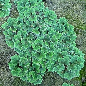 Azolla filiculoides (Water Velvet) - Live Aquarium Plant