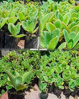 SINGO POINT Rare Kalanchoe Pinnata Live (PACK OF 1) Plant – Pathorkuchi/Miracle Leaf/Mother of Thousands – Medicinal Succulent – Natural Baby Plantlets – Indoor/Outdoor