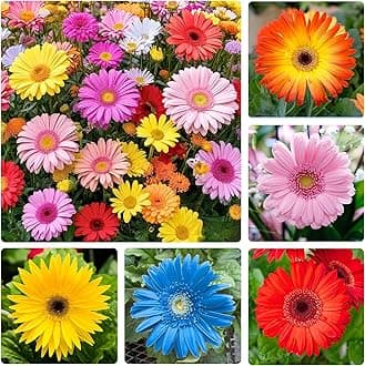 300+ Mixed Perennial African Daisy Seeds for Planting - Beautiful Osteospermum Daisy Plant in Your Home Flower Garden - Non-GMO Heirloom Variety