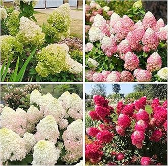 50+ Mix Perennial Vanilla Strawberry Hydrangea Flower Seeds for Planting in Home Garden - Fragrant, Attracts Bees and Butterflies