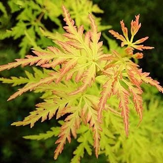 Acer palmatum 'Seiryu' | Japanese Maple Deciduous Potted Trees for Small Gardens | Premium Bushy Plant Shrub Tree in Pot (50-70cm (Incl. Pot))
