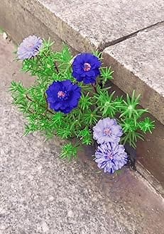 Blue Time Flower Portulaca/Grandiflora/Tablerose/Mossrose/9 O' Clock Live Plant | Mixed Colorful Flowers, for Home Garden, Container Gardening Outdoor Plant