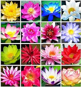 30 PCS Bowl Lotus Seeds Bonsai Lotus Seeds for Planting Water Lily Pink Purple Red Flower Aquatic Plants Seed Pond Plants Non GMO Home Garden Flowering