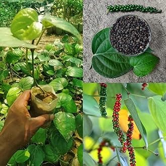 Golden Bloom Black pepper tree live plant/Piper nigrum Plant/Kali Mirch Tree Plant (Pack of 1)