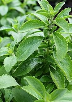 Garden® Imported Stevia Herbs Seeds For Kitchen Gardening (Pack Of 100 Seeds)