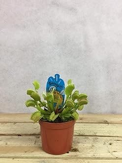Venus Flytrap. - 1 plant