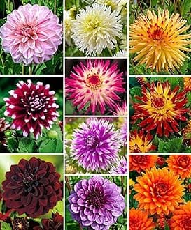 GREENOUT Dahlia Double Mix F1 Hybrid Dwarf Variety Flower Seeds | Premium Dwarf Dahlia Mix for Home Gardening | 50 Seeds Pack