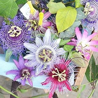 YEGAOL Garden 30Pcs Passiflora Seeds Mixed Flower Seeds Passionflower Maypops Non-GMO Perennial Drought Tolerant Herb Garden Plants