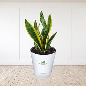 Snake Plant Variegated Air Purifying Plant With Self Watering Pot For Living Room, Office