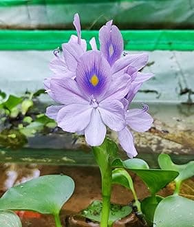Water Hyacinth (Eichhornia crassipes) | Floating Pond Plant | Pond Flower | Koi Pond Plants | Water Plants Live (Pack of 12)