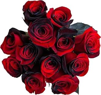 12 Stems - Fresh Cut Black and Red Roses - from Flower Explosion