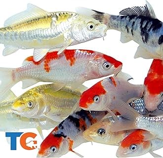 Toledo Goldfish Standard Fin Koi, Variety of Colors and Patterns - Beautiful Live Fish Perfect for Ponds, Tanks, and Aquariums - 6-8 Inches, 25 Count