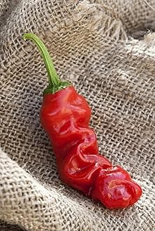 Peter Chili Willy Heirloom Pepper Premium Seed Packet + More