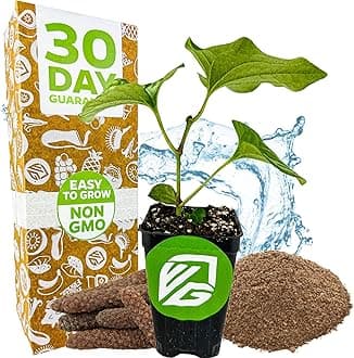 Long Pepper Live Plant - Piper longum by Wellspring Gardens, Fragrant & Flavorful Spice Herb Plant, Easy to Grow Live Pepper Plant, Perfect Aromatic Plant for Indoor or Outdoor Garden