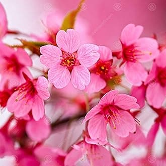 GardenersDream Prunus Kursar Outdoor Plant - Japanese Ornamental Flowering Cherry Blossom Tree - Healthy Outdoor Garden Ready Flowering Shrub for Patios and Borders - (5-6ft incl. 12L Pot)