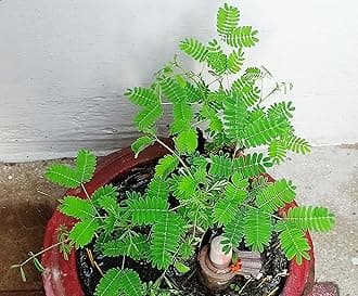 Shami Patra (Lucky & Vastu) Live Plant CF_24