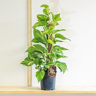 Large Traditional Evergreen House Plants in Pot - Devil’s Ivy