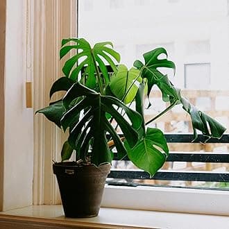 Monstera Deliciosa Live Plant in Black Pot – Indoor Air Purifier, Decorative Foliage for Home & Office | Live Indoor Tropical Houseplant. Swiss Cheese Plant | Lush Green Foliage for Home Décor