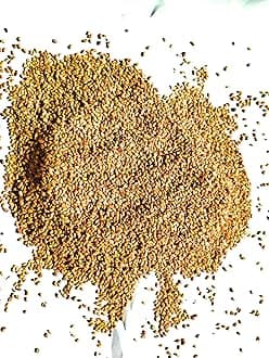 Syed alfalfa grass seed
